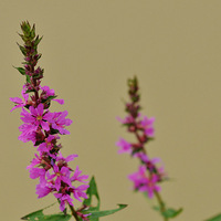 ��ˮ֦����