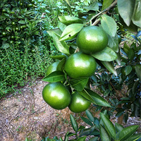 ���ӳ�����