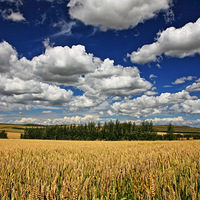 ���ɹ�����