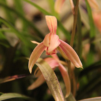 ����С�Һ�