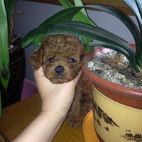 ��Ȼ���ǲ���С�壬���������ɿɰ���--����̩��