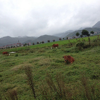 �������ţ