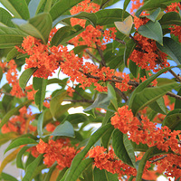 ����Ʈ��