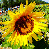 ���������ʪ�ع�԰