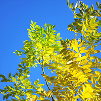 ����һ��������