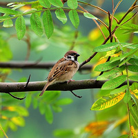 �ɾ�����Ϫ��ʰȤ