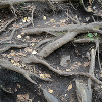 ��կ��������