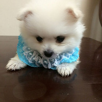 �豭����� �������¼�