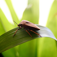 ���ӭ�ļһ�