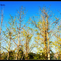 ���������԰Ѱ������