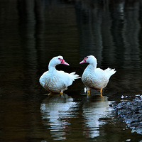 �ɾӹ�̹ˮ��ˮɼ���ˣ���ȥ����ץ��ʱ��Ŷ