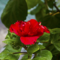 ��ɣ���¼�����������