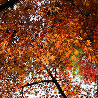 ��ɽ��԰�����Ҷ