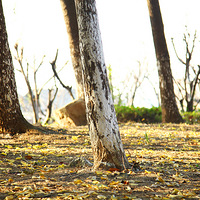 ��ʮ���̱�������СƬ