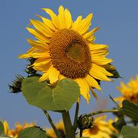 ��ĩ���ͺ�����ȥ�����տ�