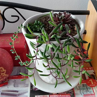 �ҼҸ����ֵĶ���ֲ��