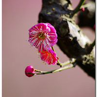 ��÷ӭ����������