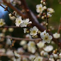 ����÷��ͼ(��ͷ��΢�๦�ܣ��þ��ᣩ