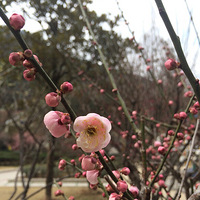 �ŷ�÷��һ��