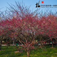 ����㳡÷��