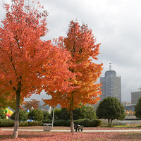 �ĺ���԰�ﾰ