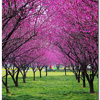 ��÷Ʈ��ӭ����   