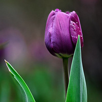 ������СƬ