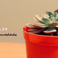 �����ĸ���