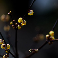 ����ʱ�ľŷ幫԰