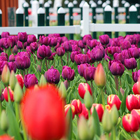 ������԰��������