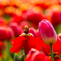 �ò�������̫��������������������