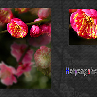 ��÷������