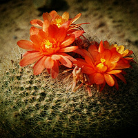 ̨�ݵ�ɳĮ֮��