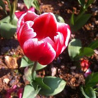 �ֻ�����