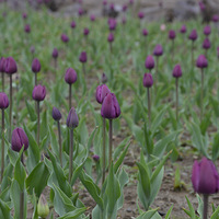 ���е�������  20150308