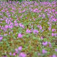 ����Ȼ��޹�²�