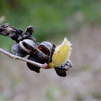 ������ѩ��
��ӯ֦ͷ�衣
�������۵ƣ�