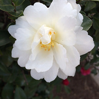 �Լ��ĵģ���������