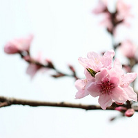 �һ��ָ�/����
��