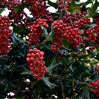 �����������εأ�
     �Ҷ��ĸ���Ը