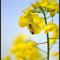 ��ĩ�³����Ͳ˻�