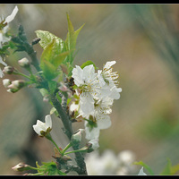 ����������ӣ�һ�