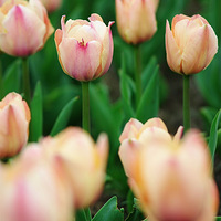 �����㣬��ĩ̤��