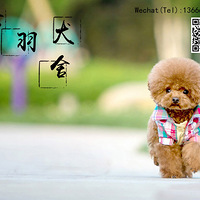 ������Ȯ�᡿Ȯֻ������