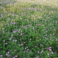 �ֻ�����