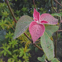 �ֻ�����