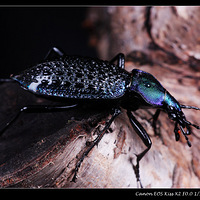 ����΢������