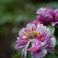 ������ĵ��