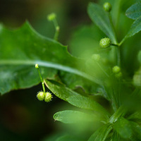 �������滨��΢��