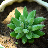 ���ֵĶ���Сֲ��